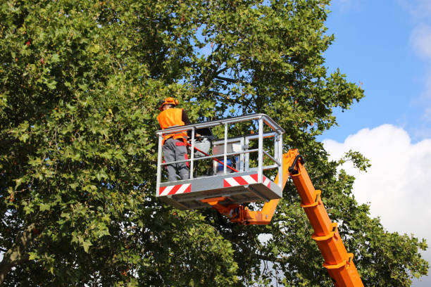 Best Arborist Consultation Services  in Topton, PA