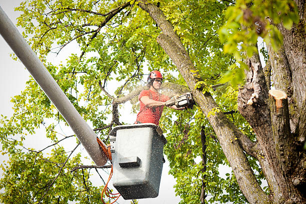 Best Tree Maintenance Programs  in Topton, PA