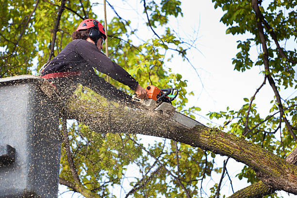 Best Tree Disease Treatment  in Topton, PA