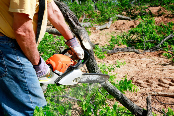 Best Fruit Tree Pruning  in Topton, PA